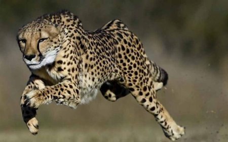 नए साल 2026 में VDTR में शिफ्ट होंगे चीते, करोड़ों के बजट को मिली मंजूरी