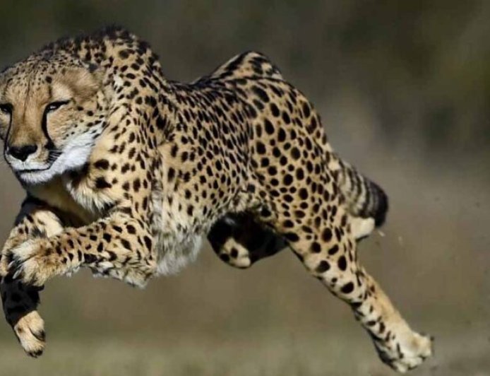 नए साल 2026 में VDTR में शिफ्ट होंगे चीते, करोड़ों के बजट को मिली मंजूरी